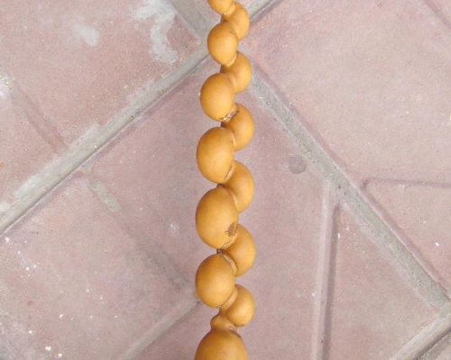 葫芦